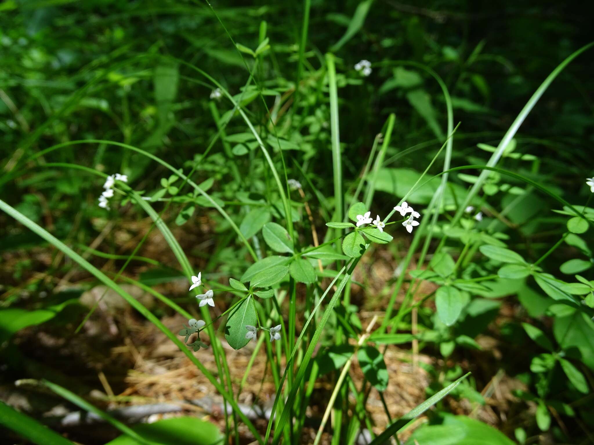 Plancia ëd Galium obtusum Bigelow