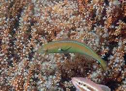 Image of Cutribbon wrasse