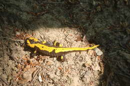 Image de Salamandra salamandra terrestris Lacépède 1788