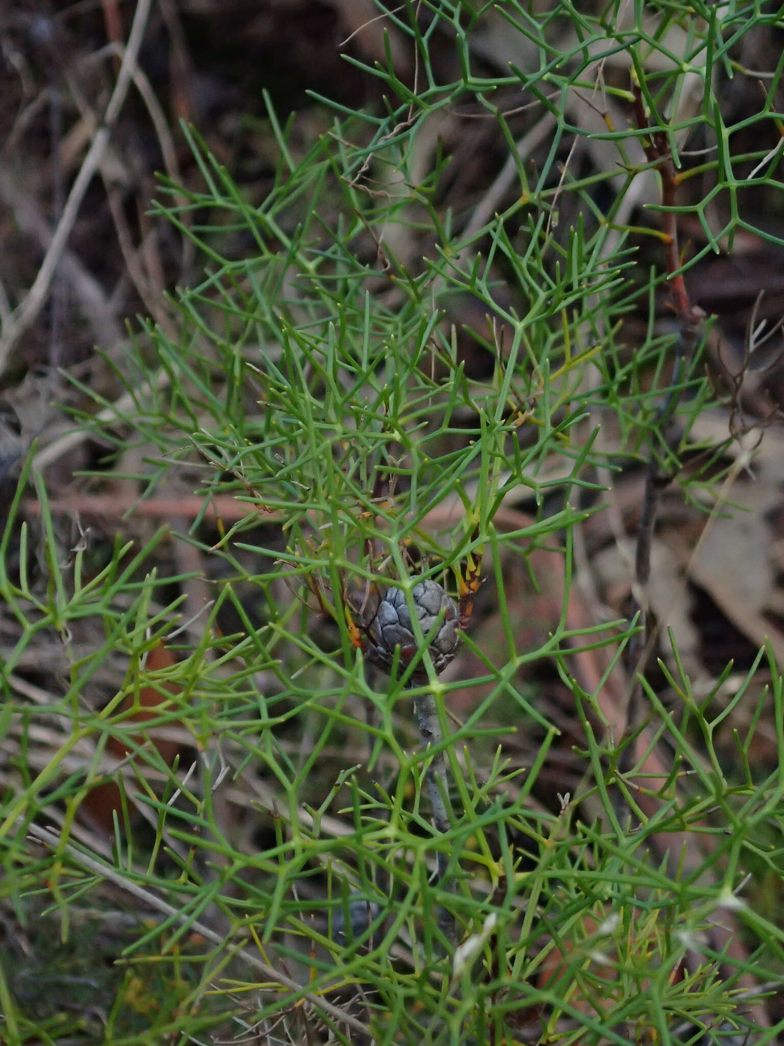 Image of Petrophile sessilis Sieber ex Schult.