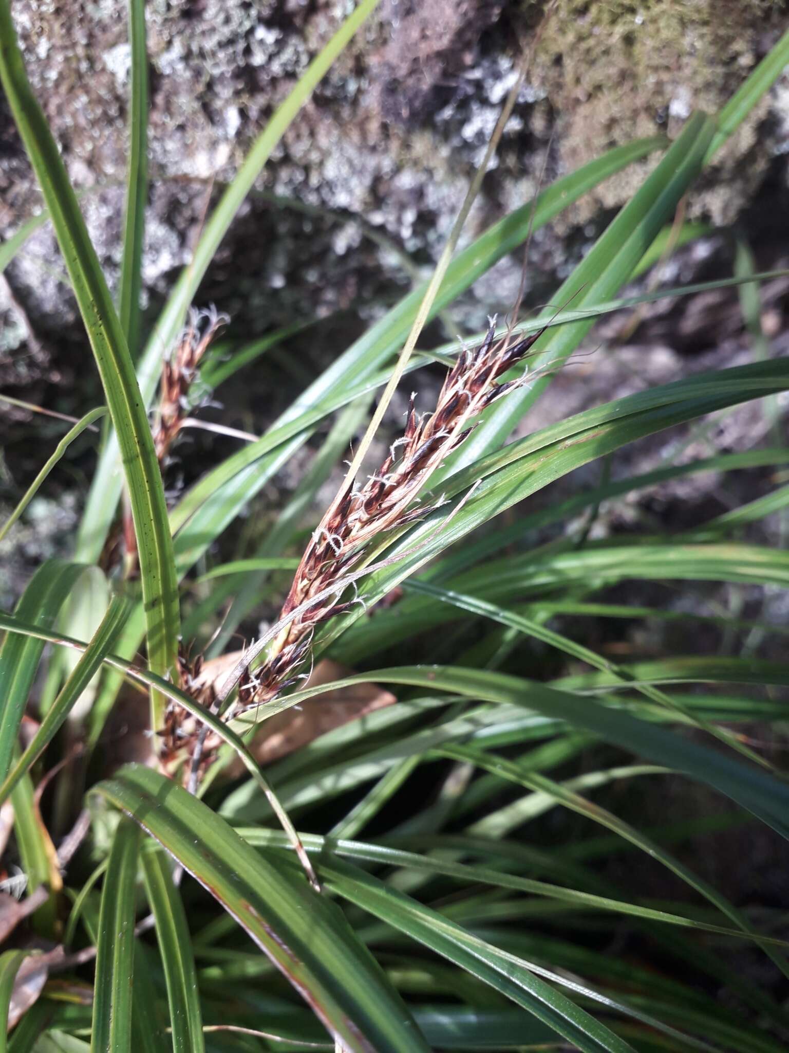 Morelotia affinis (Brongn.) S. T. Blake的圖片