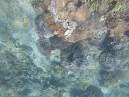 Image of Maypole Butterflyfish