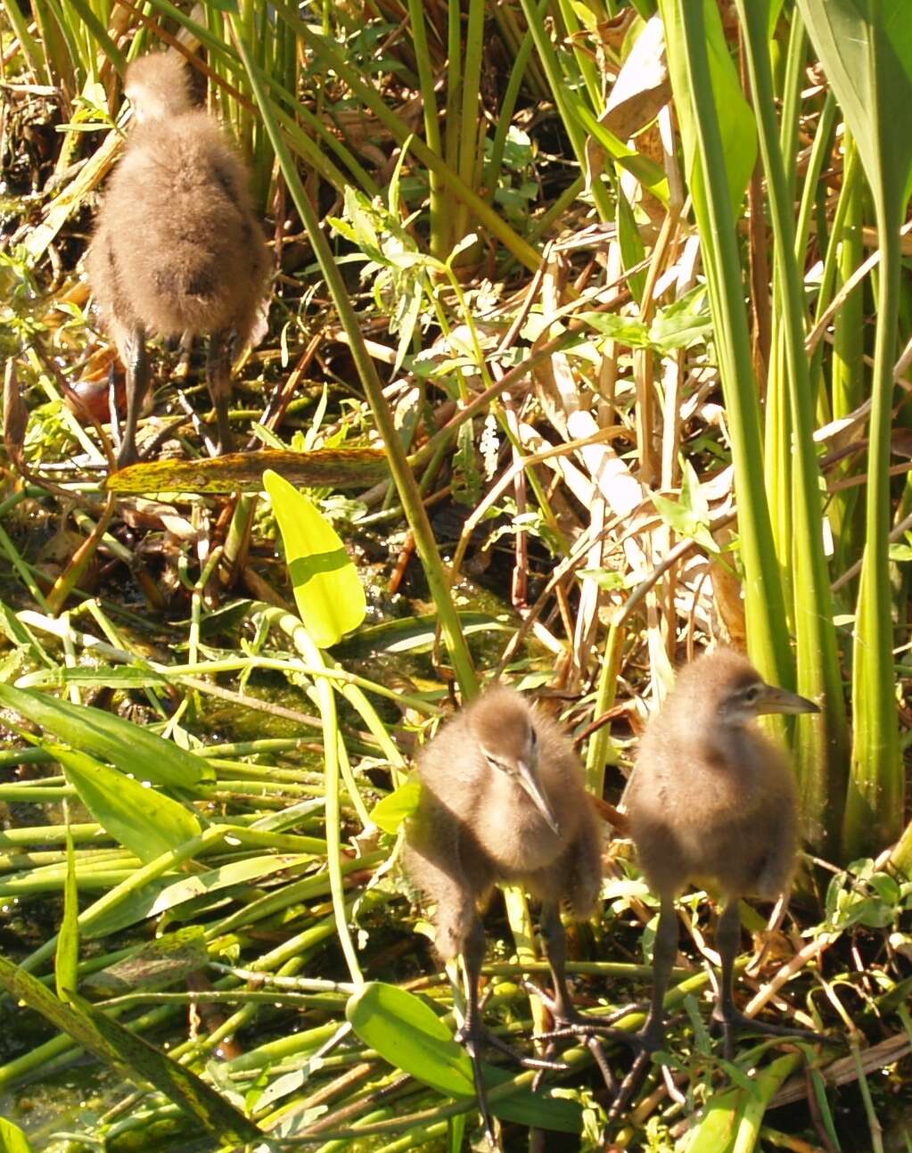 Image of limpkins