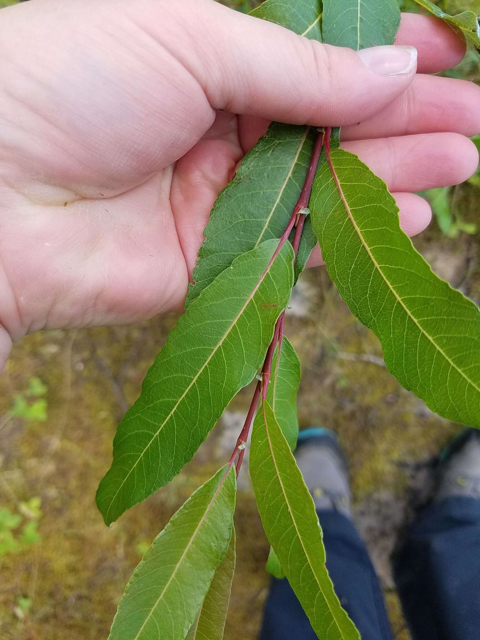 Salix myricoides Muhl.的圖片