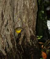 Geothlypis trichas (Linnaeus 1766) resmi