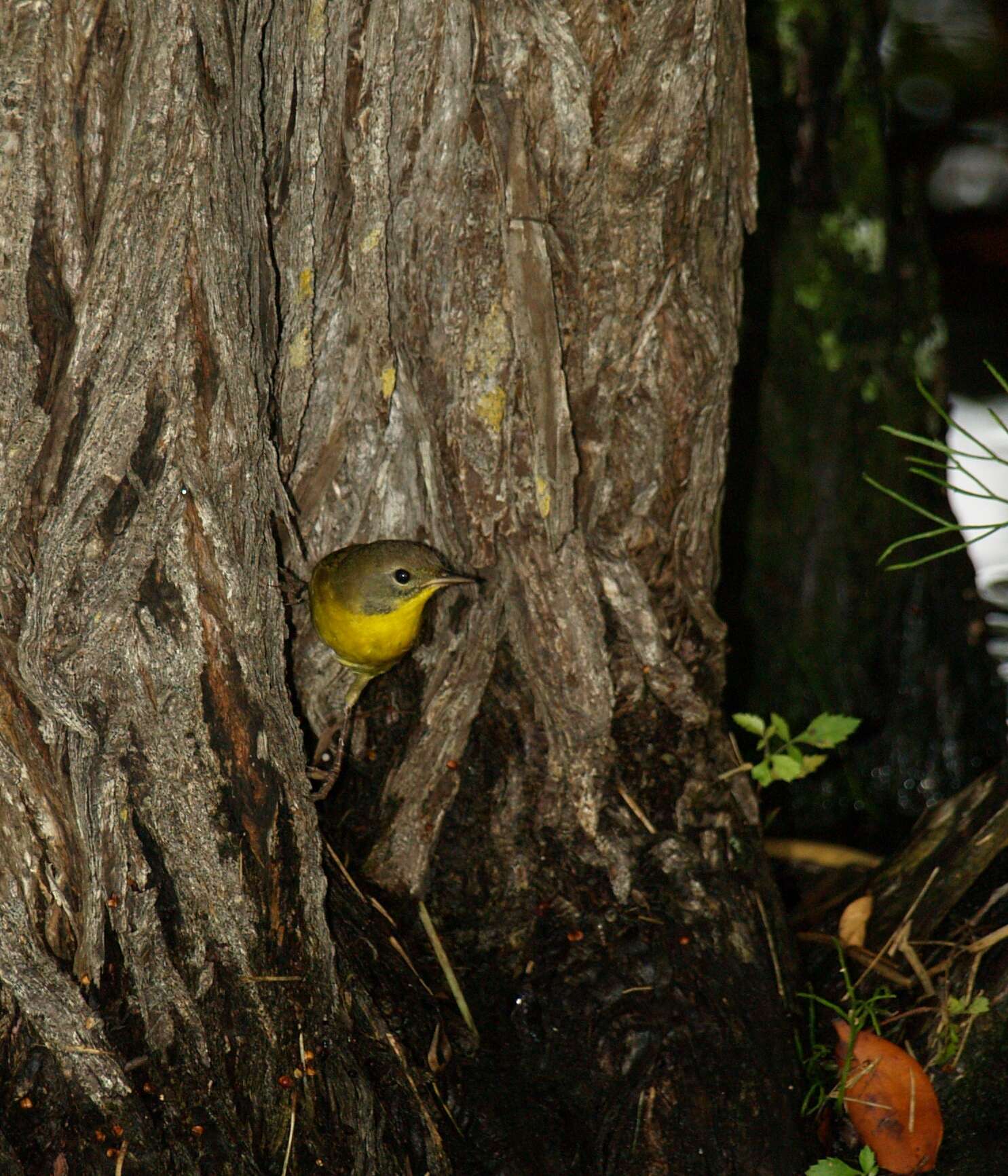 Image of Common Yellowthroat