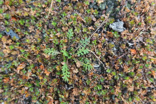 Imagem de Lepidium tenuicaule Kirk