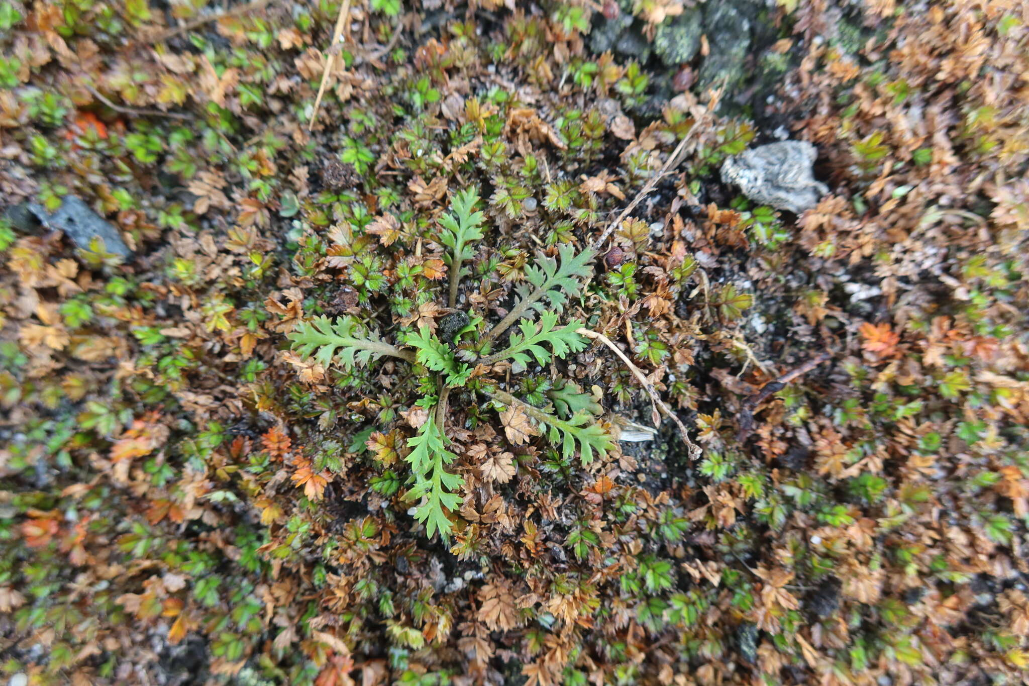 Imagem de Lepidium tenuicaule Kirk