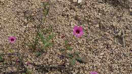 Image of Palomar monkeyflower