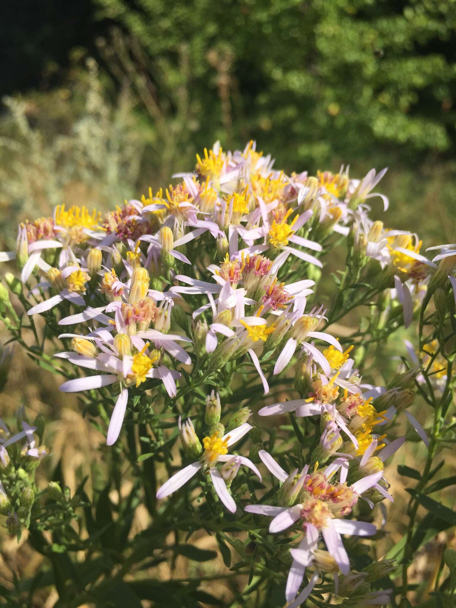 Plancia ëd Galatella sedifolia (L.) Greuter