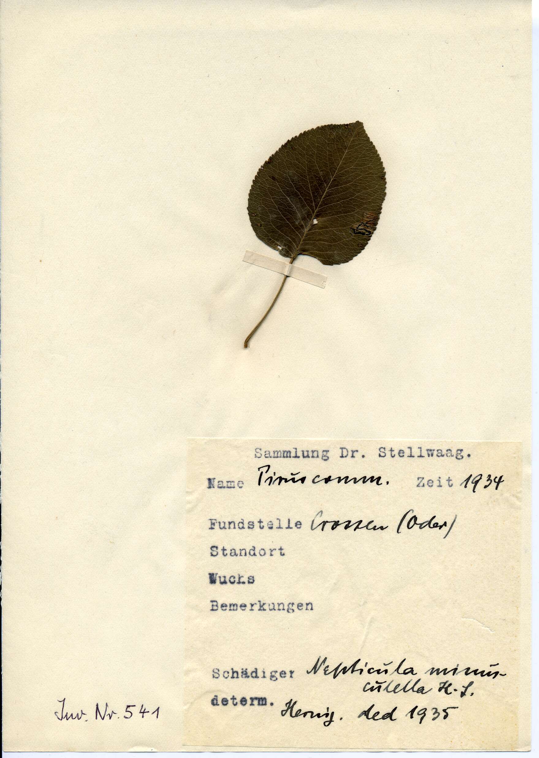 Image of Stigmella minusculella (Herrich-Schäffer 1855) Beirne 1945