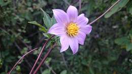 Image of Dahlia tubulata P. D. Sorensen