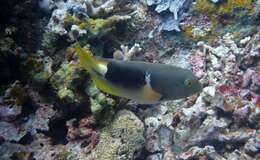 Image of Anchor trunkfish