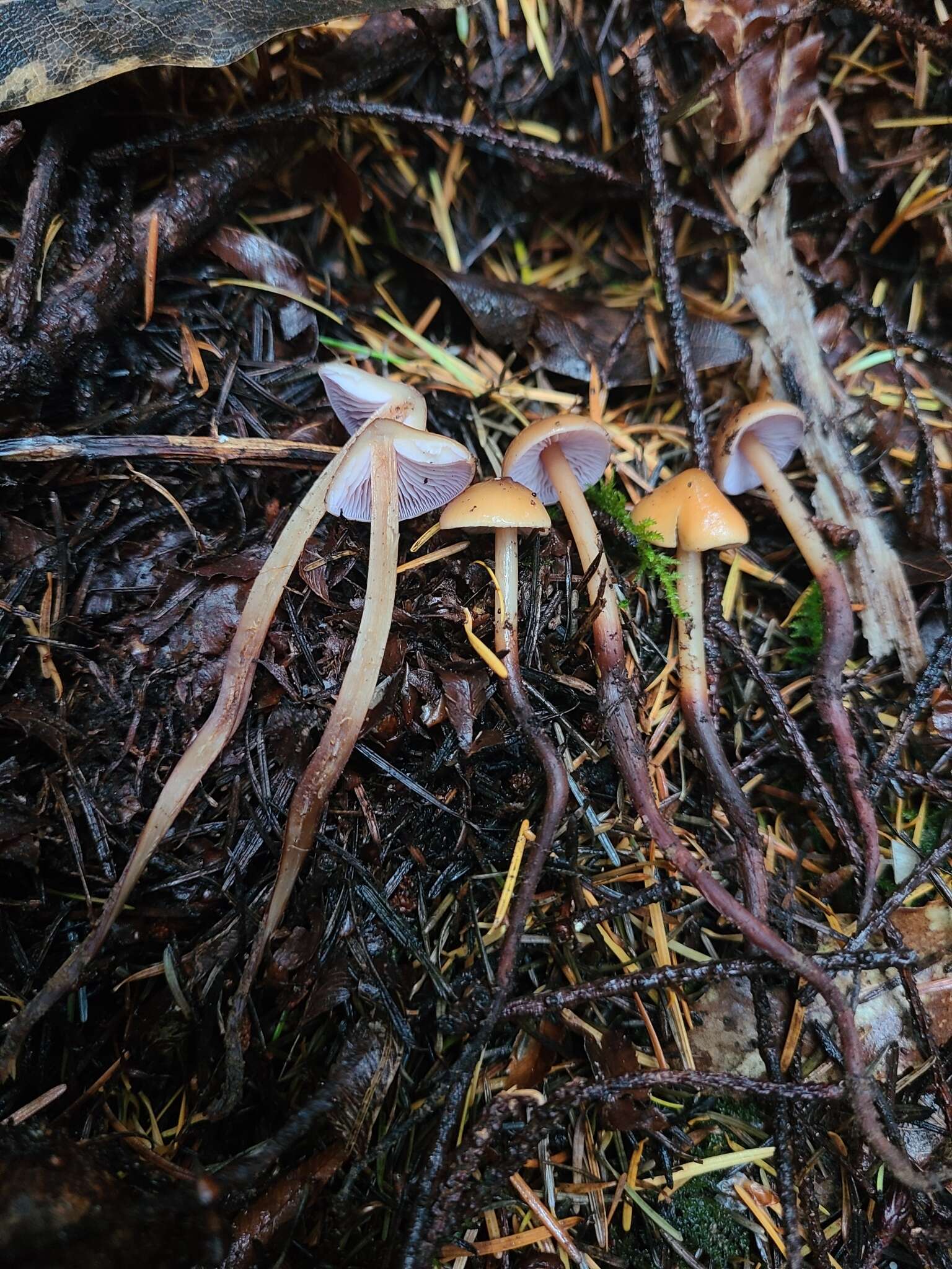 Image of Phaeocollybia attenuata (A. H. Sm.) Singer 1951