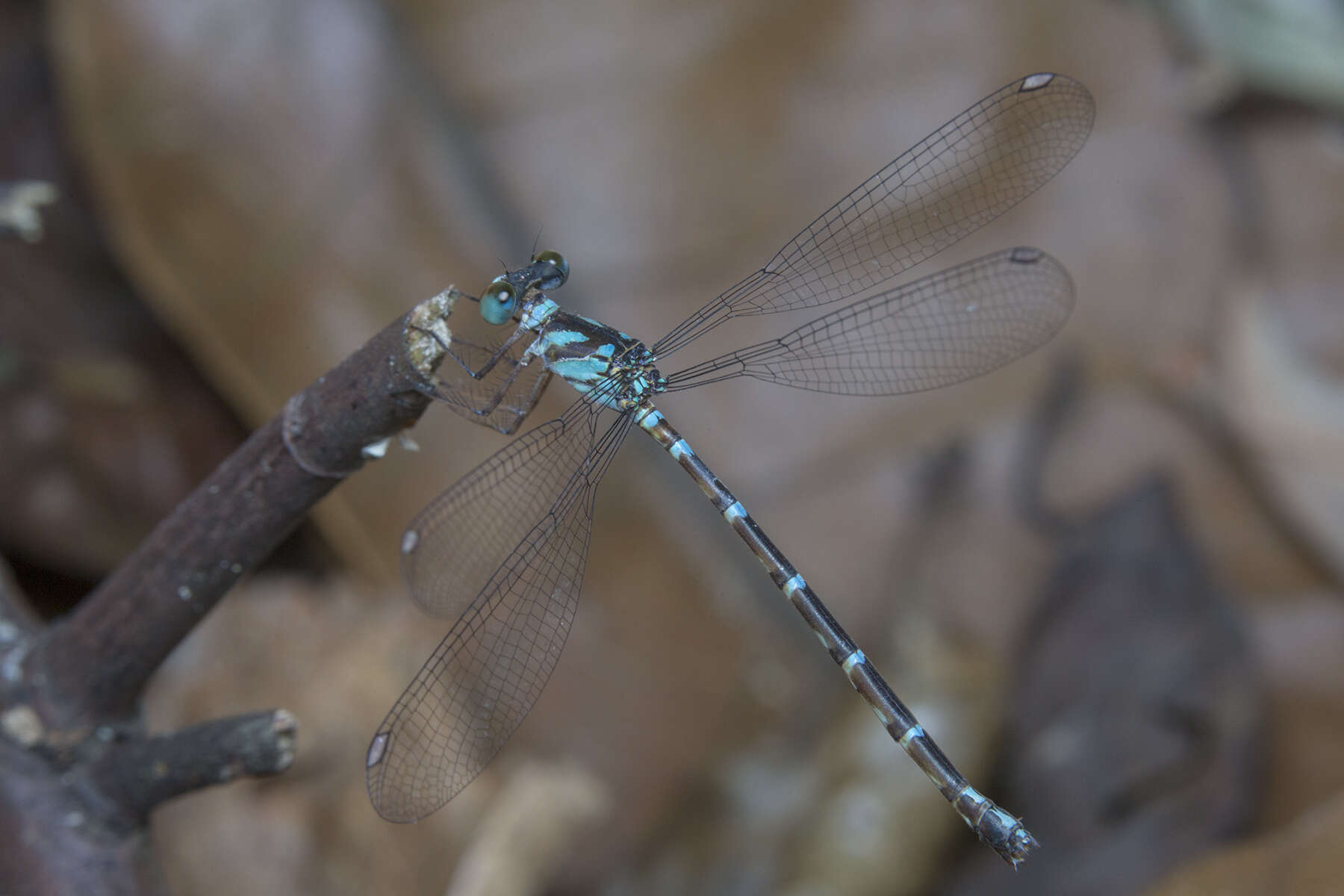 Image of Podolestes orientalis Selys 1862