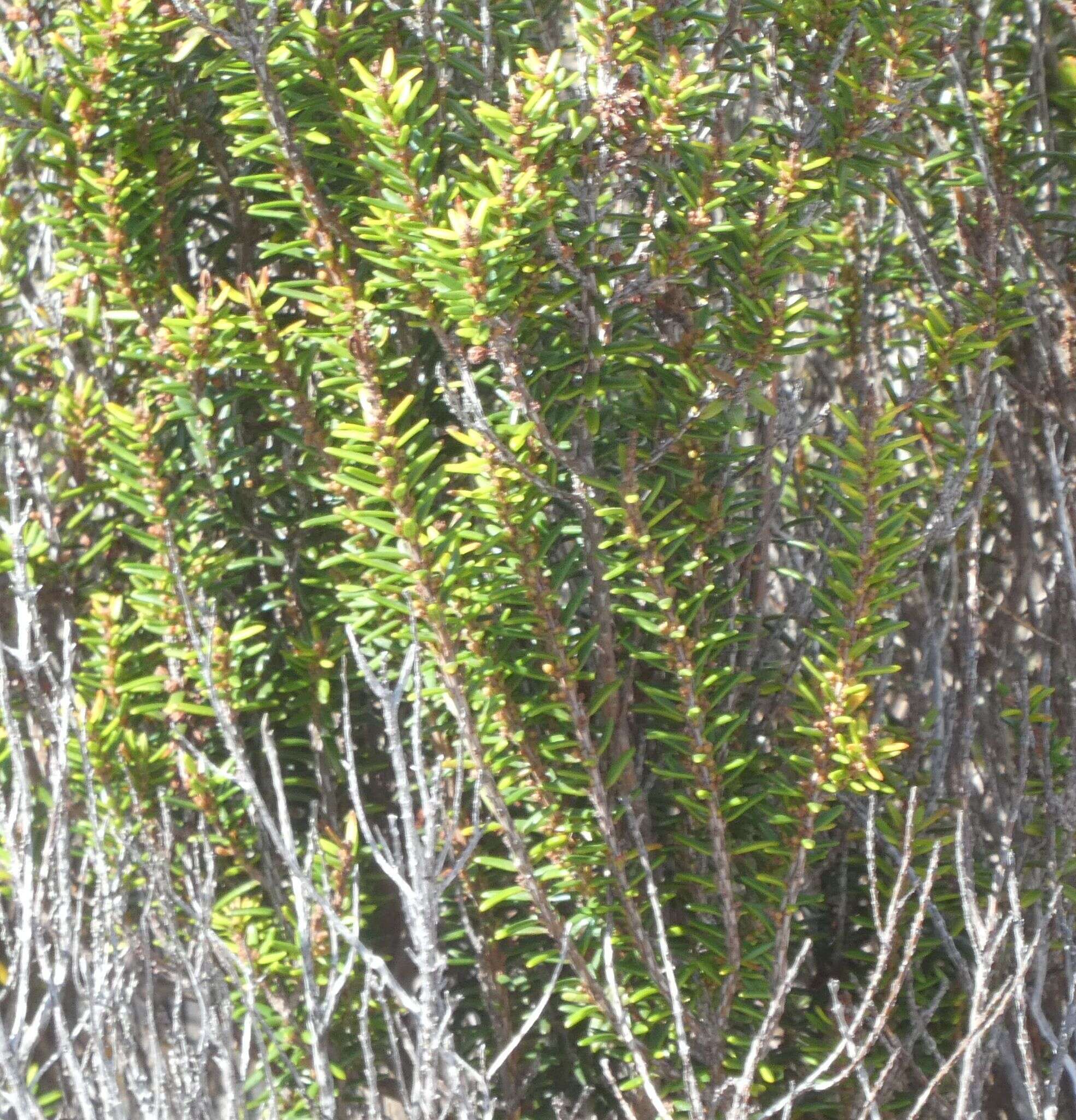 Imagem de Erica platycodon subsp. maderincola (D. C. Mc Clint.) Rivas Mart., Capelo, J. C. Costa, Lousã, Fontinha, R. Jardim & M. Seq.