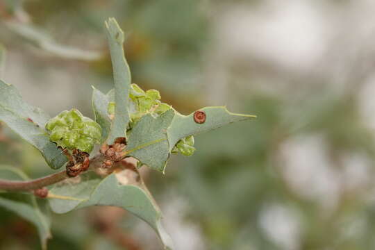 Image of Alvord oak