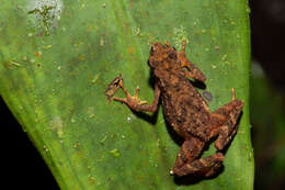 Image of Kadamaian Stream Toad