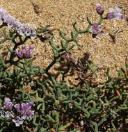 Image of Limonium papillatum (Webb & Berth.) Kuntze