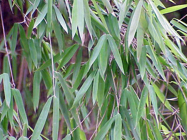 Image of arrow bamboo