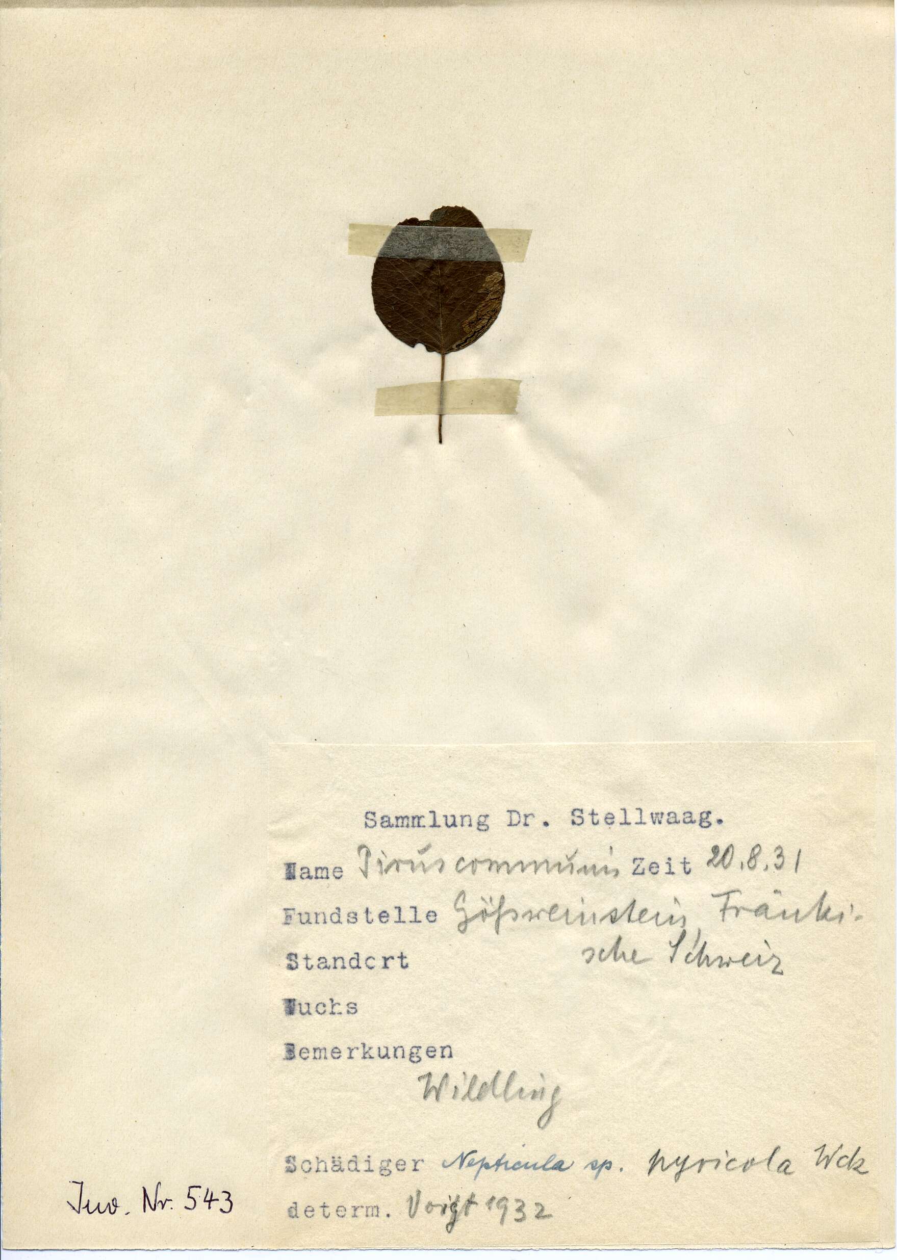 Image of Stigmella desperatella (Frey 1856) Beirne 1945