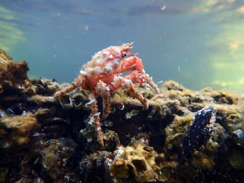 Image of Schizophrys rufescens Griffin & Tranter 1986