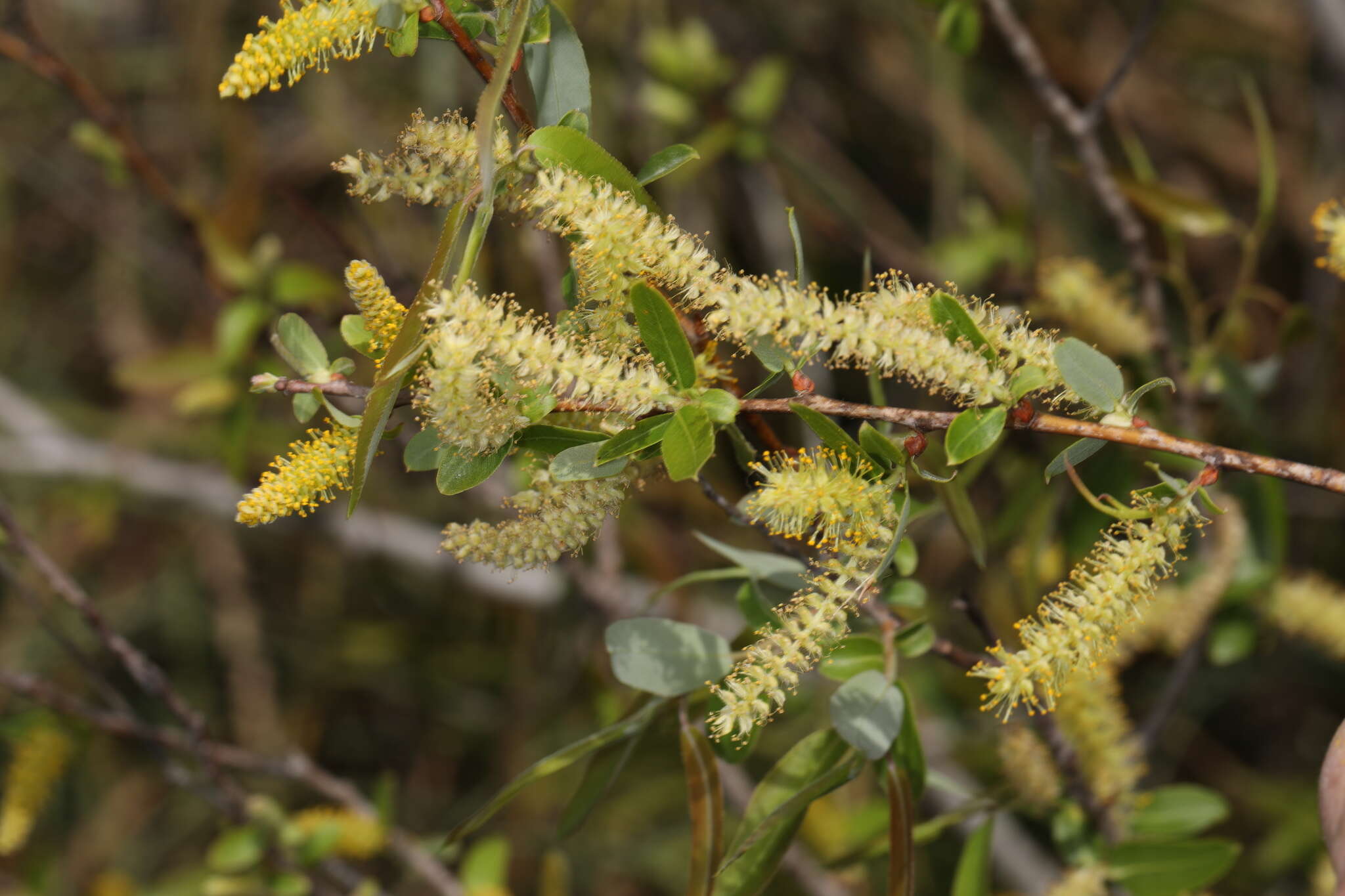 Image of coastal plain willow