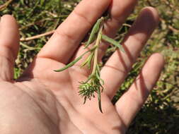 Image of Grindelia scorzonerifolia Hook. & Arn.