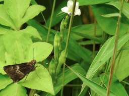 Hyarotis adrastus Stoll 1782 resmi