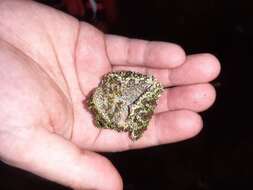 Image of Tonkin Bug-eyed Frog
