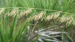 Image of Lopsided Indian Grass