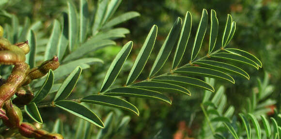 Imagem de Indigofera cryptantha Harv.