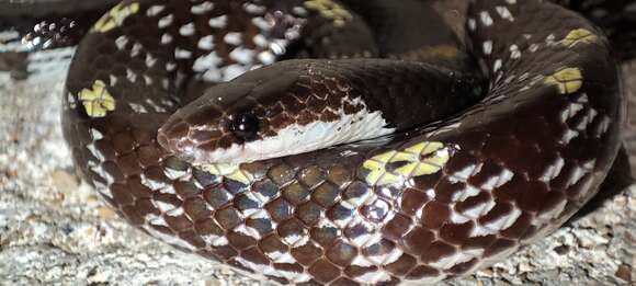 Image of Barred Wolf Snake