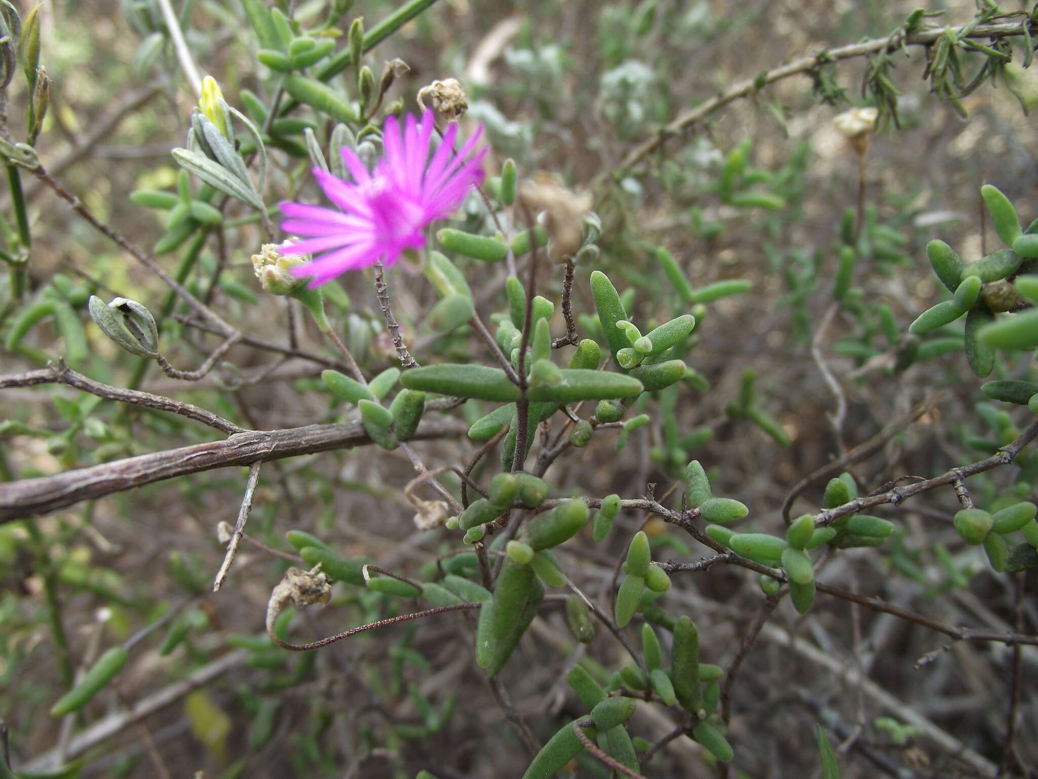 Imagem de Drosanthemum lique (N. E. Br.) Schwant.