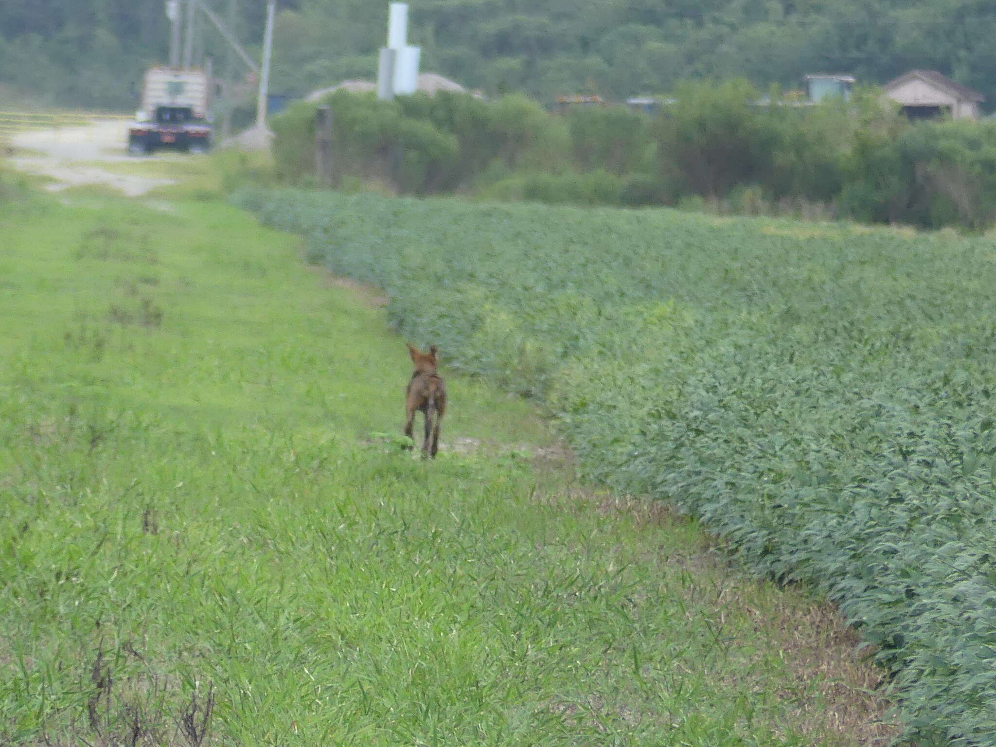 Image of Red wolf