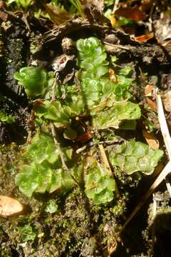 Image de Treubia lacunosa (Colenso) Prosk.