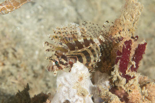 Image of Dwarf lionfish