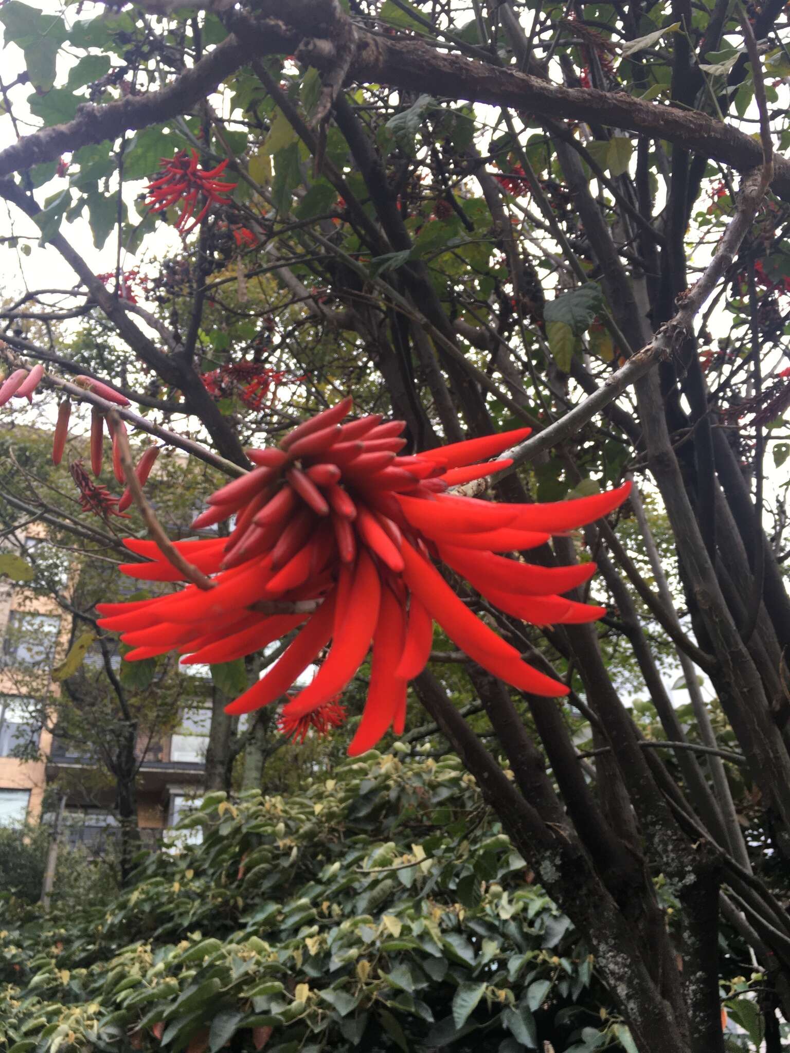 Imagem de Erythrina rubrinervia Kunth