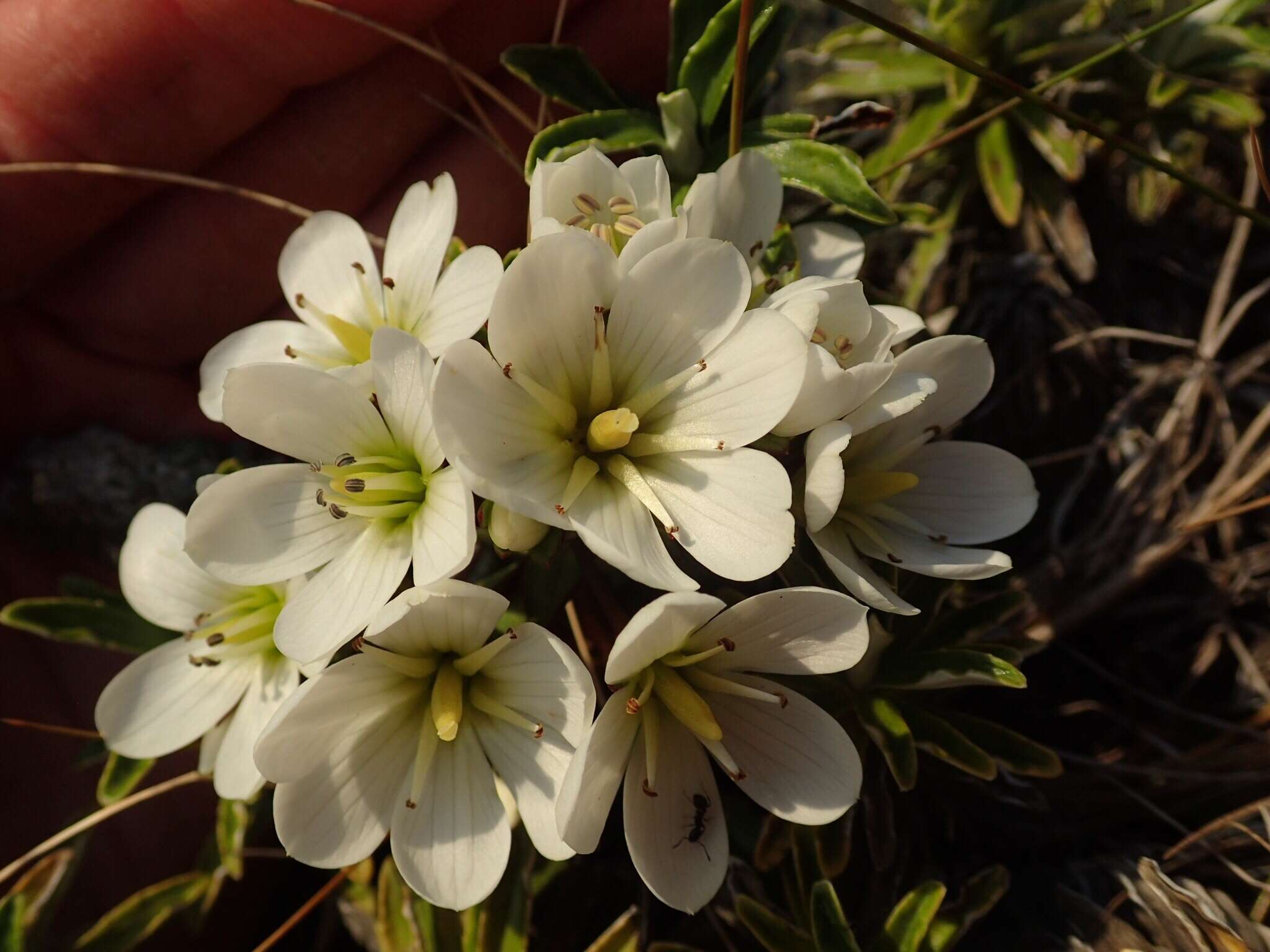 Image of Gentianella divisa (Kirk) Glenny