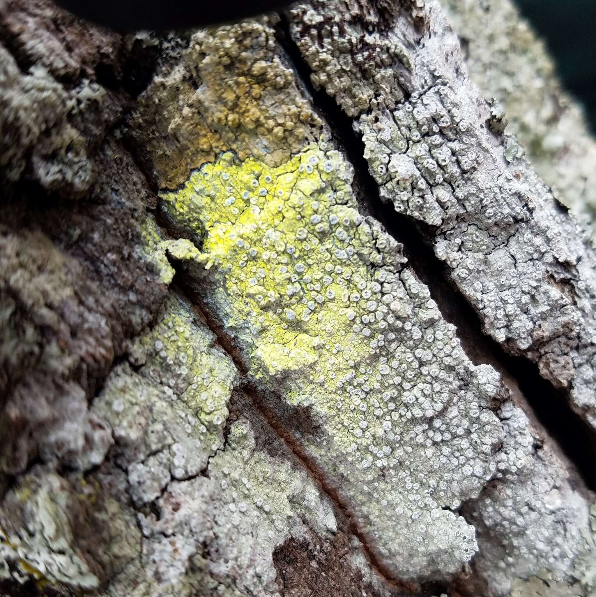 Image of pore lichen