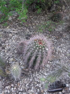 Image of Melocactus intortus subsp. domingensis Areces