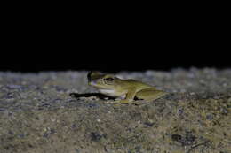 Image of Polypedates discantus Rujirawan, Stuart & Aowphol 2013