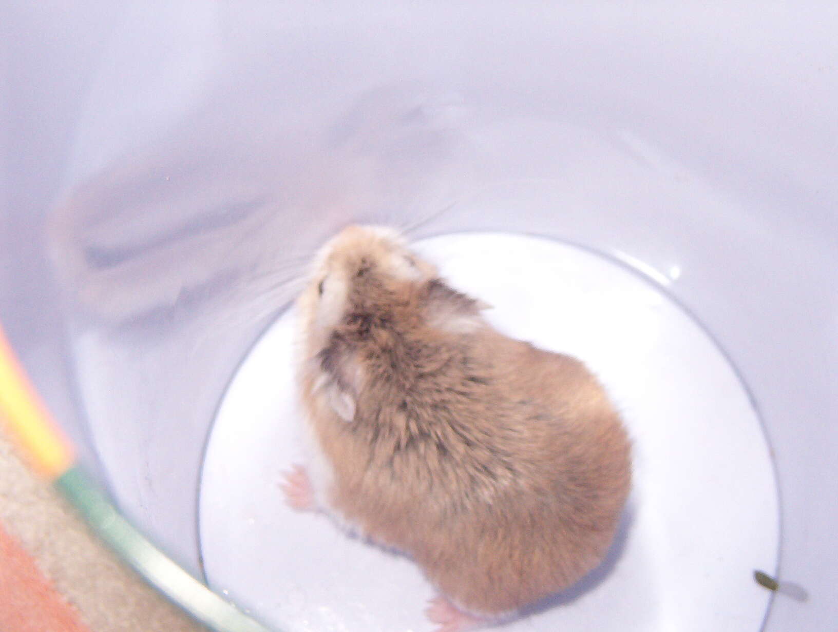 Image of Golden Hamster