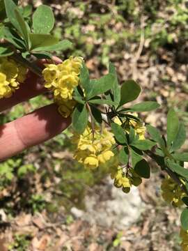 Image of barberry