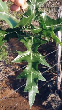 Image of Cnidoscolus quercifolius Pohl