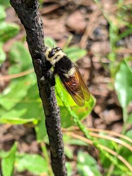 Image of Southern Bee Killer