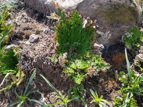 Sivun Selaginella nothohybrida Valdespino kuva