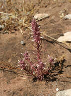 Image of Coris monspeliensis subsp. maroccana (Murb.) Greuter & Burdet