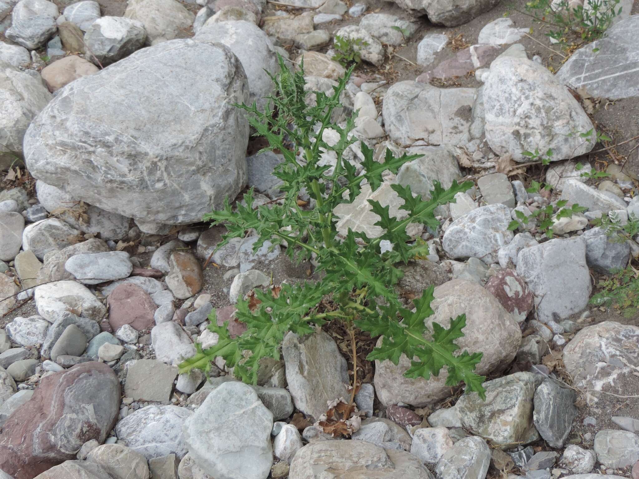 Image of Echinops sphaerocephalus subsp. sphaerocephalus