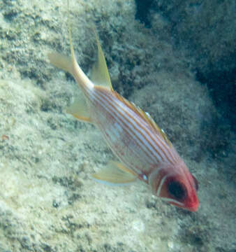 Image of Longspine Squirrelfish